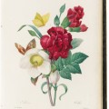 BRAFA 2023 Librairie Amélie Sourget Pierre Joseph Redouté la scelta dei fiori più belli  1827 1833
