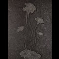 Brafa21 Theatrum Mundi crinoidea fossile