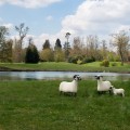 Les Lalanne à Trianon    Brebis agneau mouton série des nouveaux moutons