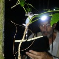 Stefano  disegna un raro geco notturno   Madagascar